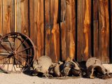 Old wild west  wooden barn with horse saddle and wagon wheel